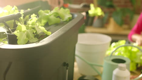 hydroponic lettuce growing at home