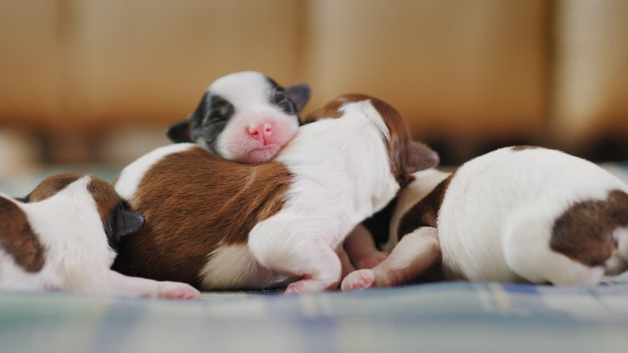 cachorro recién nacido 04