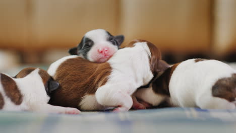 cachorro recién nacido 04