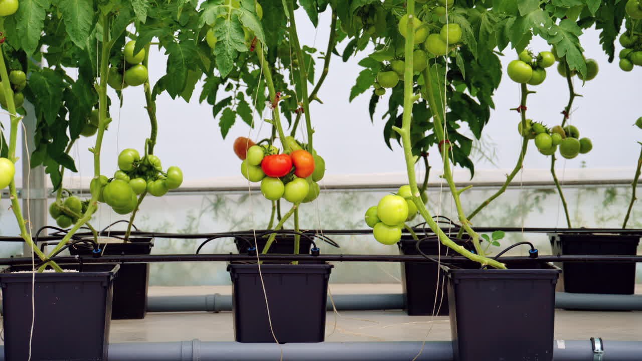 Close up of tomatoes growing in a greenhouse