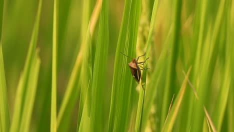 Insecto-En-Pasto-De-Arroz---Flor-De-Arroz.