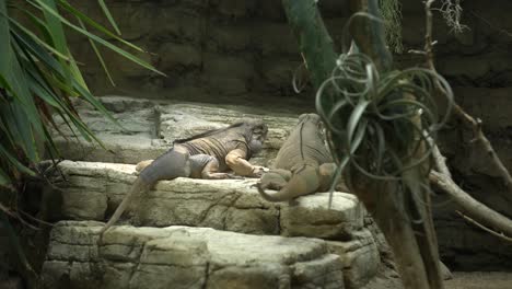 Rhinocerus-iguana---cyclura-cornuta-pair-climbing-and-playing-4k