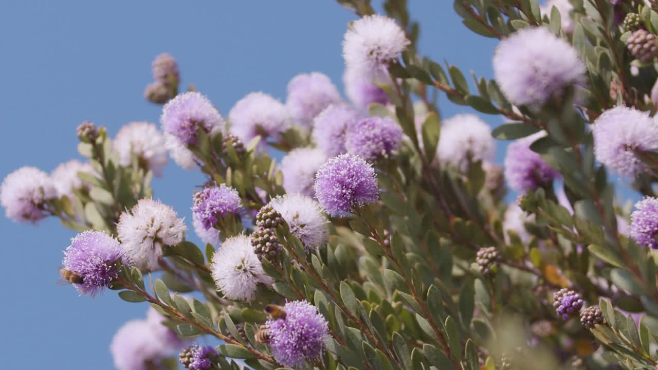 pretty pink flowers with bees flying around