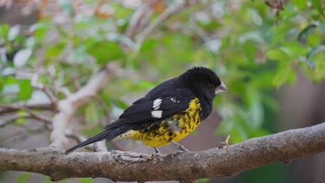 Black-backed-Grosbeak-on-tree-branch,-eating-an-insect