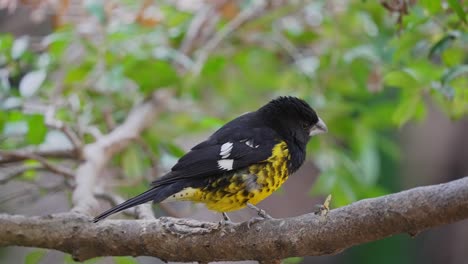 picogrueso de lomo negro en la rama de un árbol, comiendo un insecto