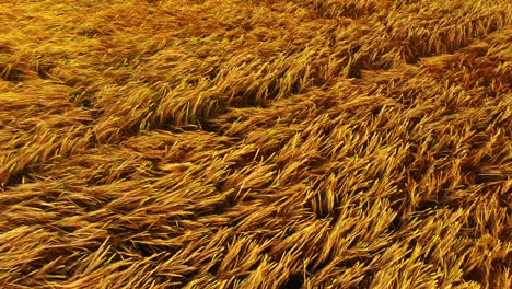 grass blowing in the wind