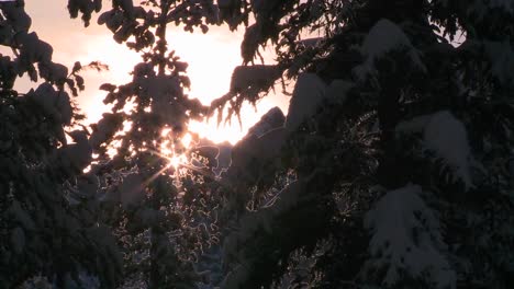 Sun-shines-through-trees-and-snow-in-this-generic-winter-scene