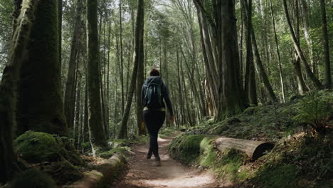 person hiking through a lush green forest