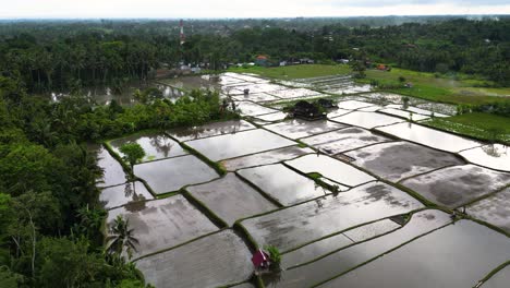 Square-shapes-of-green-rice-fields-separated-by-narrow-alleys-on-an-agricultural-farm-in-Indonesia