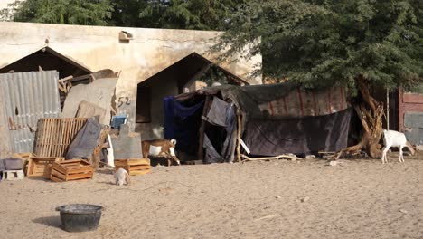 goats and cat in front of building in poor african village