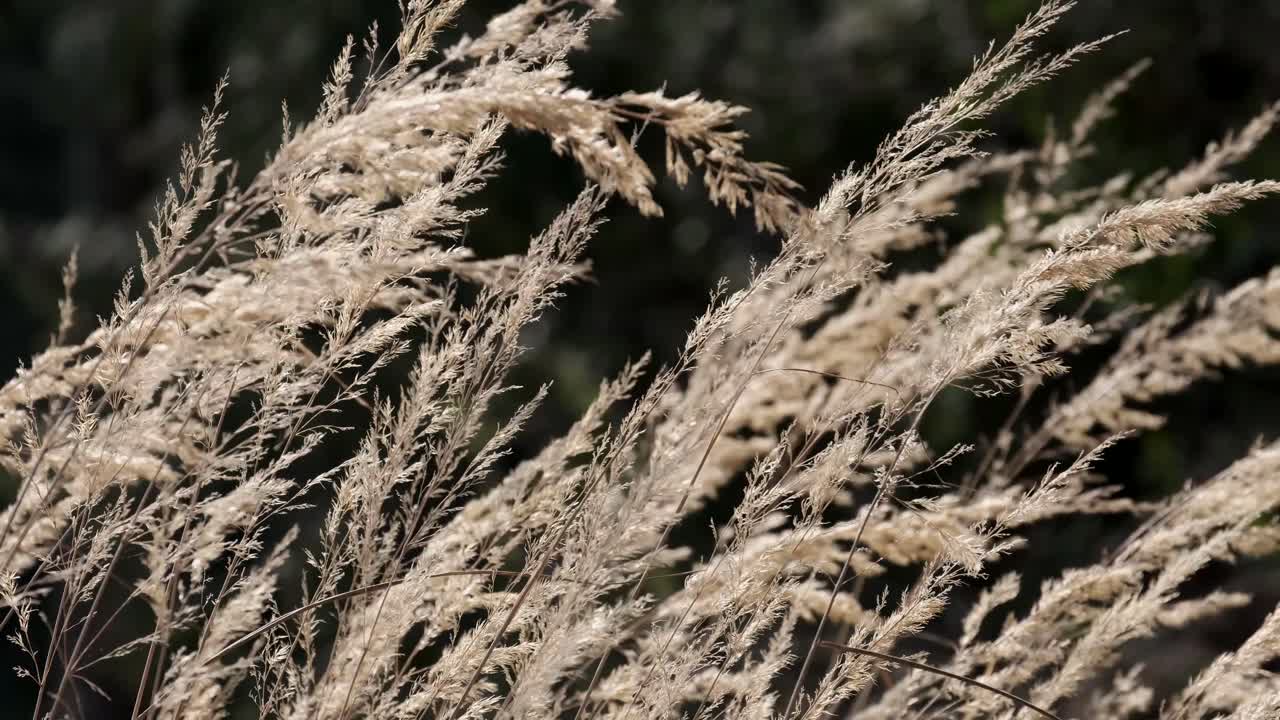 una cosecha de pastos de invierno balanceándose en una ligera brisa de primavera, inglaterra