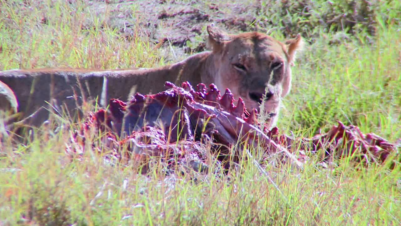 큰 고양이는 아프리카 사바나에서 먹이를 먹는다