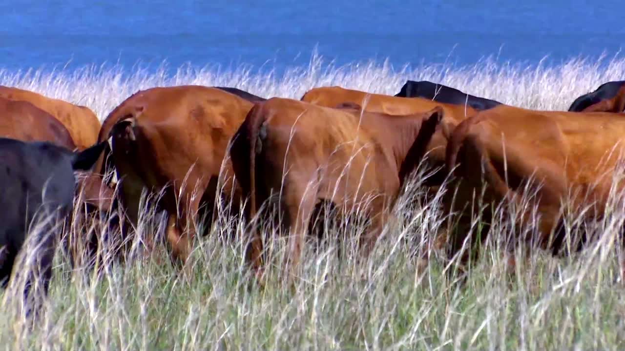Bovini Angus, rinomati per l'efficienza nel convertire il mangime in carne bovina di alta qualità