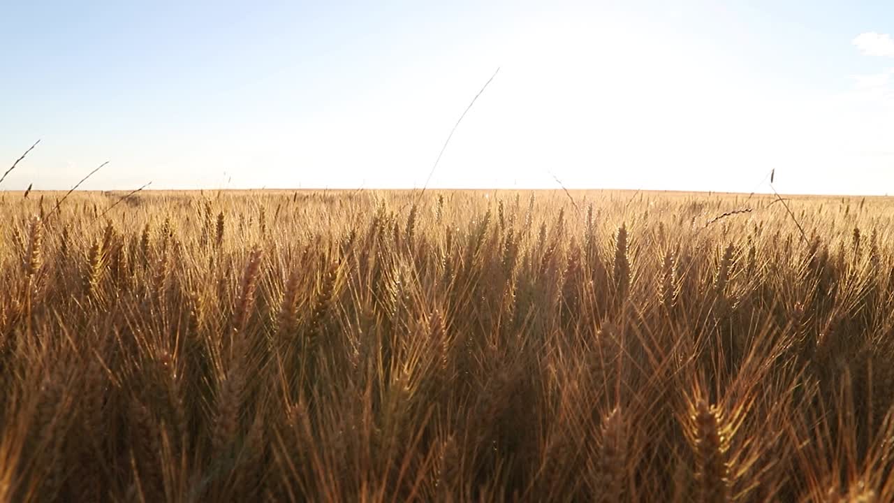 campo de trigo dorado moviéndose por el viento en un hermoso día cielo azul y sol