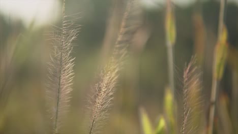 A-close-up-shot-of-the-flowers-of-Sewan-Grass-in-a-field,-swaying-back-and-forth-in-a-light-afternoon-breeze-during-sunset,-Panjim,-India