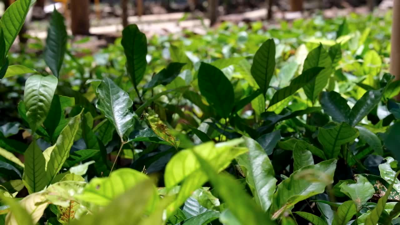 cerca de las hojas de la planta de café moviéndose en el viento y disfrutando de la luz del sol en un vivero de café en timor-leste, sudeste de asia