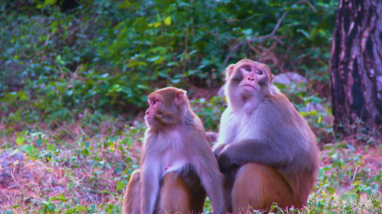 Close up of a monkey with his child in the park