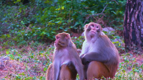 close up of a monkey with his child in the park