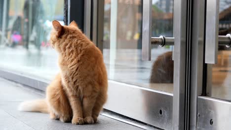 Gato-Rojo-Mirando-Alrededor-Al-Aire-Libre