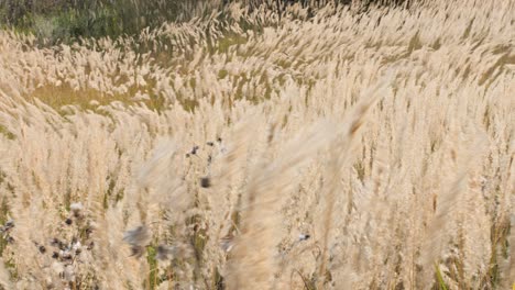 Fotografieren-Eines-Feldes-Mit-Flauschigen-Beigen-Ohren-An-Einem-Sehr-Windigen-Tag,-Chaotische-Bewegung,-Wellen-Auf-Dem-Gras,-Erwartung-Des-Regens