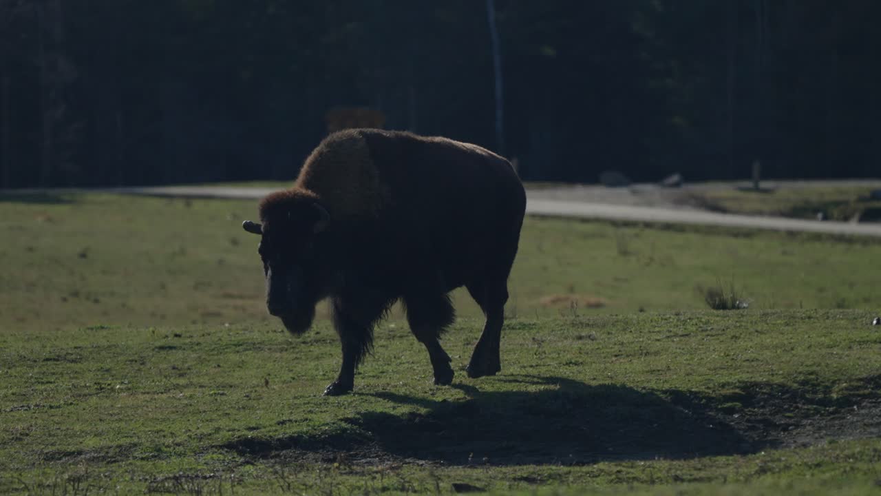 bisonte caminando en el campo en el parque omega en un día soleado - parque safari en quebec, canadá