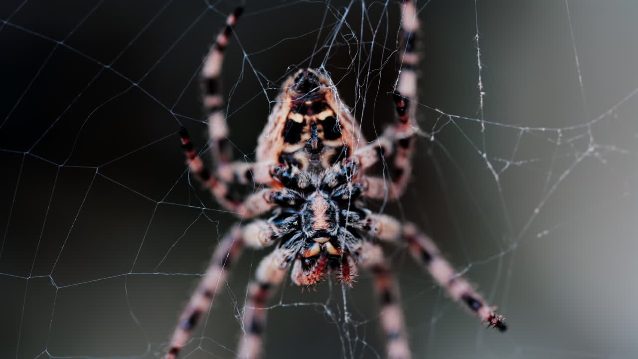 Close up of a spider sitting in its web, showing intricate details of its body and fine silk threads