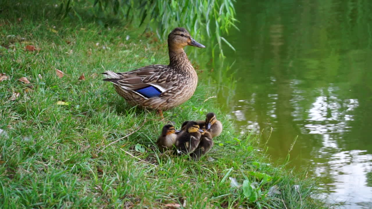 Anatroccoli e la loro madre vicino a un lago.