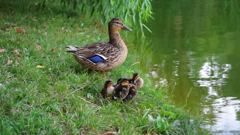 Patitos-Y-Su-Madre-Cerca-De-Un-Lago