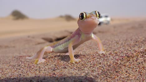 a macro close up of a cute little namib desert gecko lizard with large reflective eyes sits in the sand in namibia with a safari vehicle passing background