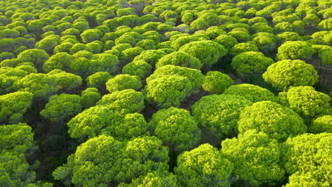 umbrella pine trees - cultivation of stone pine trees for their edible nuts in el rompido, spain