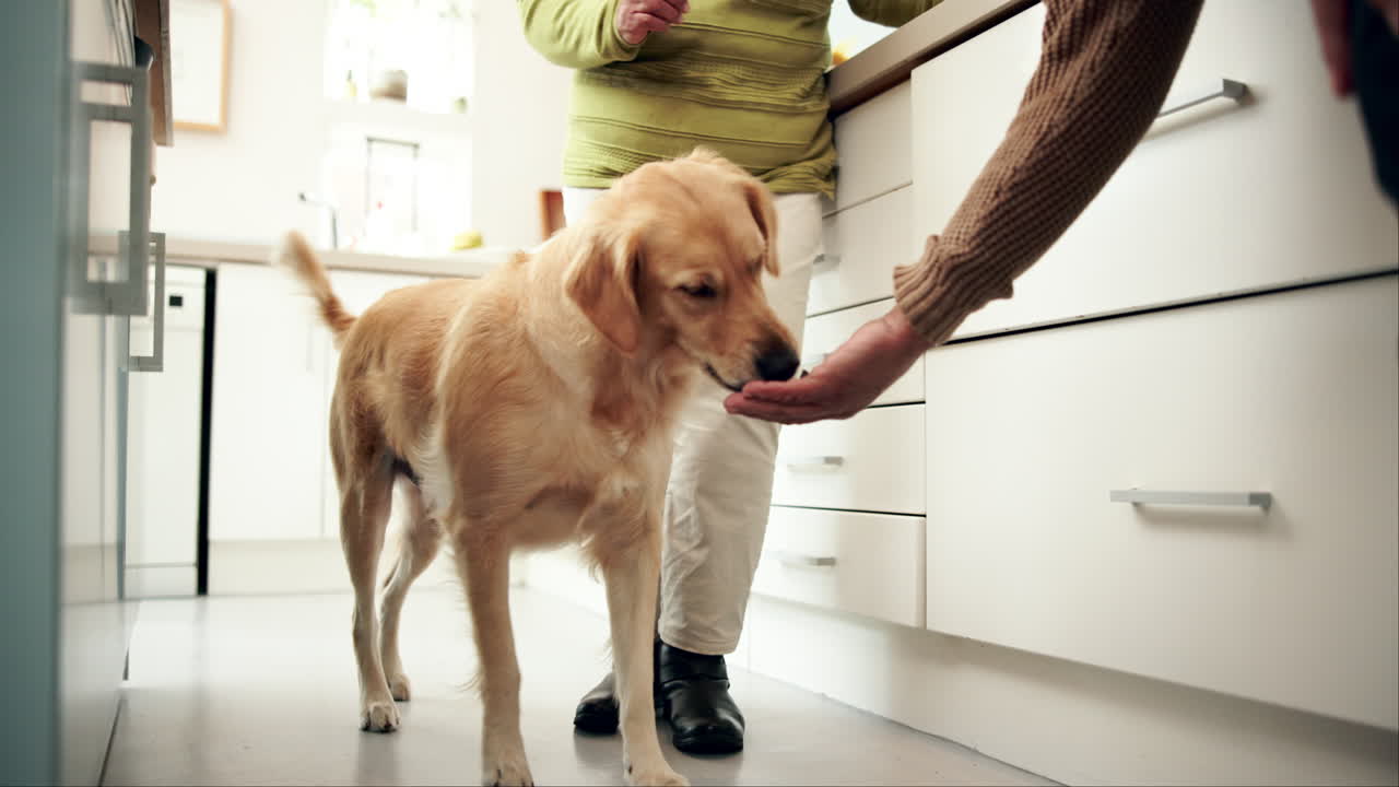 Golden retriever being fed in a kitchen