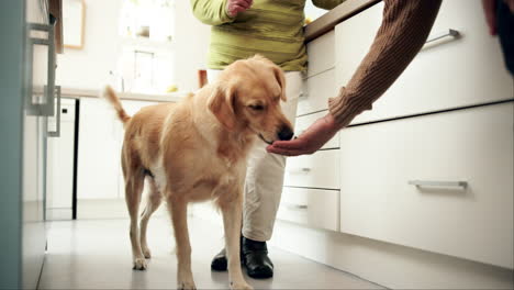 golden retriever being fed in a kitchen