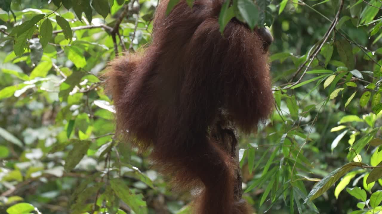 Un orangutan che si nutre fissa la telecamera.