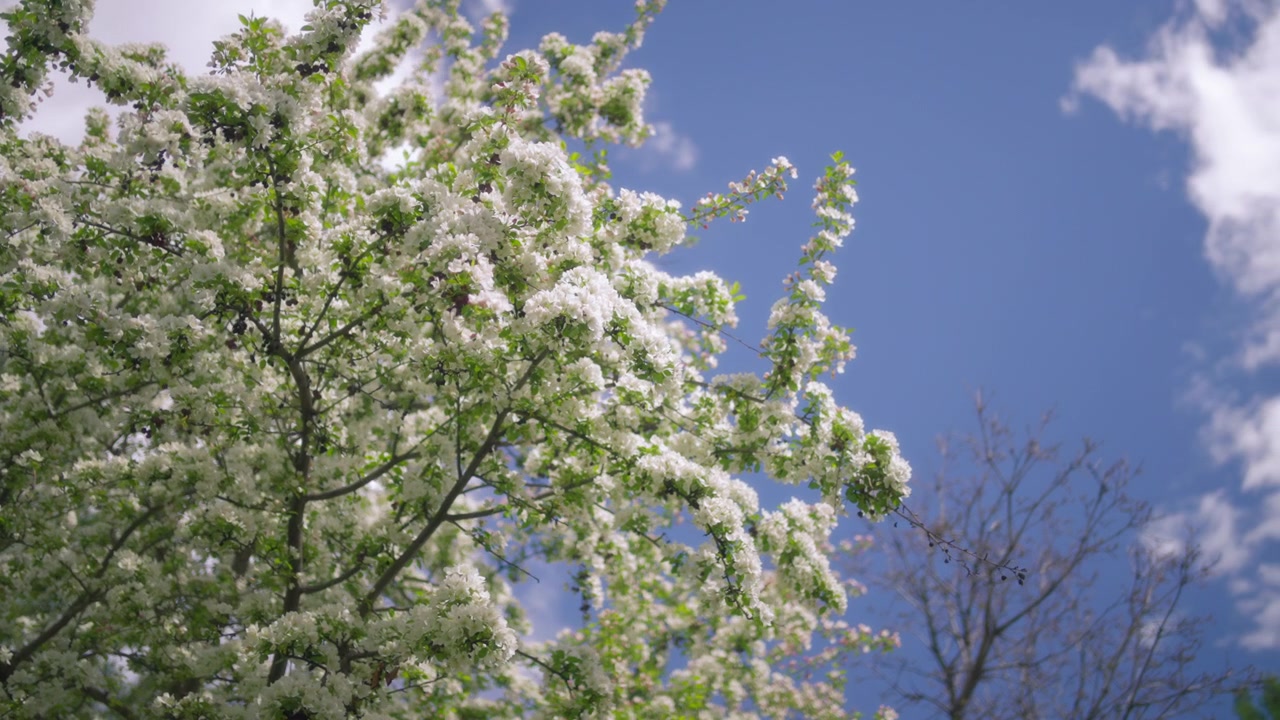 Apple trees blooming with white flowers in spring against blue sky background