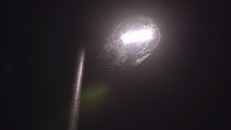 Tela-De-Araña-Masiva-Alrededor-De-Un-Poste-De-Luz-Cubierto-De-Bichos