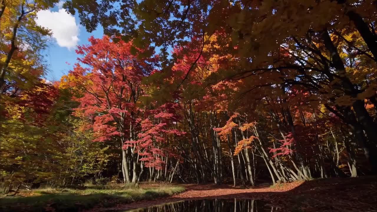A serene forest video captures vibrant autumn foliage reflected in a still pond