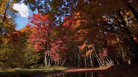 a serene forest video captures vibrant autumn foliage reflected in a still pond