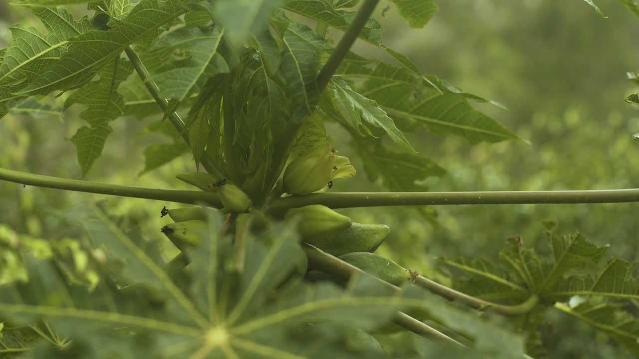 Albero di papaya con foglie verdi, piccoli frutti e fiori su uno sfondo verde sfocato