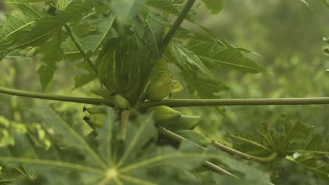 árbol-De-Papaya-Con-Hojas-Verdes,-Frutas-Pequeñas-Y-Flores-Sobre-Un-Fondo-Verde-Borroso