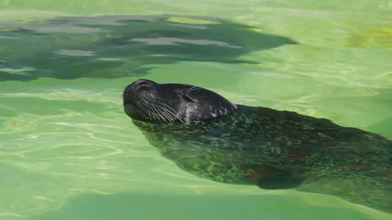 Seal swimming in water with nose out, relaxed