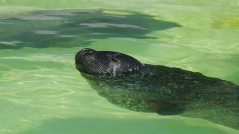 seal swimming in water with nose out, relaxed