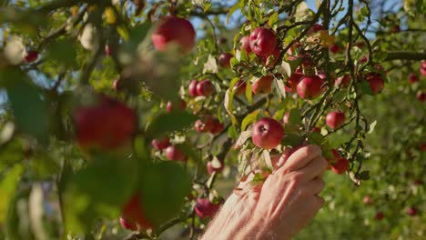 Farmer-picking-ripe-red-apples-from-a-branch-of-apple-tree-on-a-sunny-day,-close-up