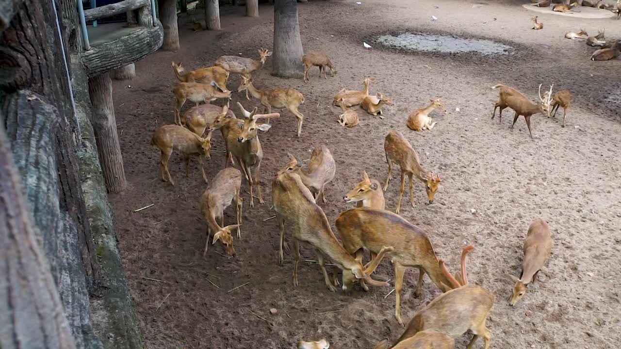 사이곤 동물원에서 먹이를 위해 싸우는 사