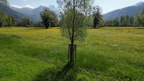 Tiro-De-Arco-De-árbol-Conífero-Con-Exuberantes-Prados-Alpinos-Verdes-En-El-Fondo