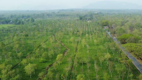 Drone-shot-or-motion-shot-of-tea-garden