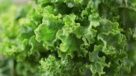 video of close up of fresh salad leaves