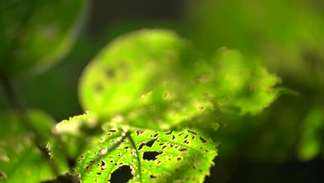 la luz del sol de la mañana ha caído sobre la hoja