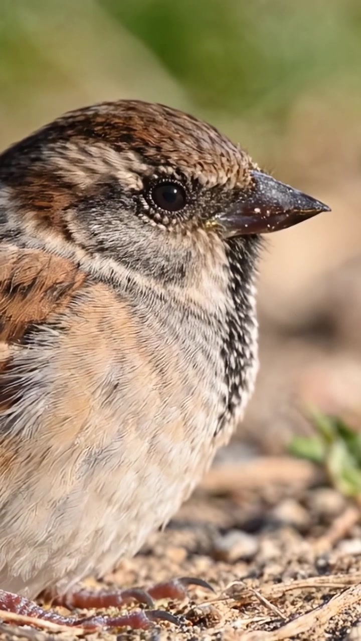 Primo piano di passeri nella natura: catturare le piume dettagliate e le interazioni di splendidi uccelli in un ambiente di habitat naturale