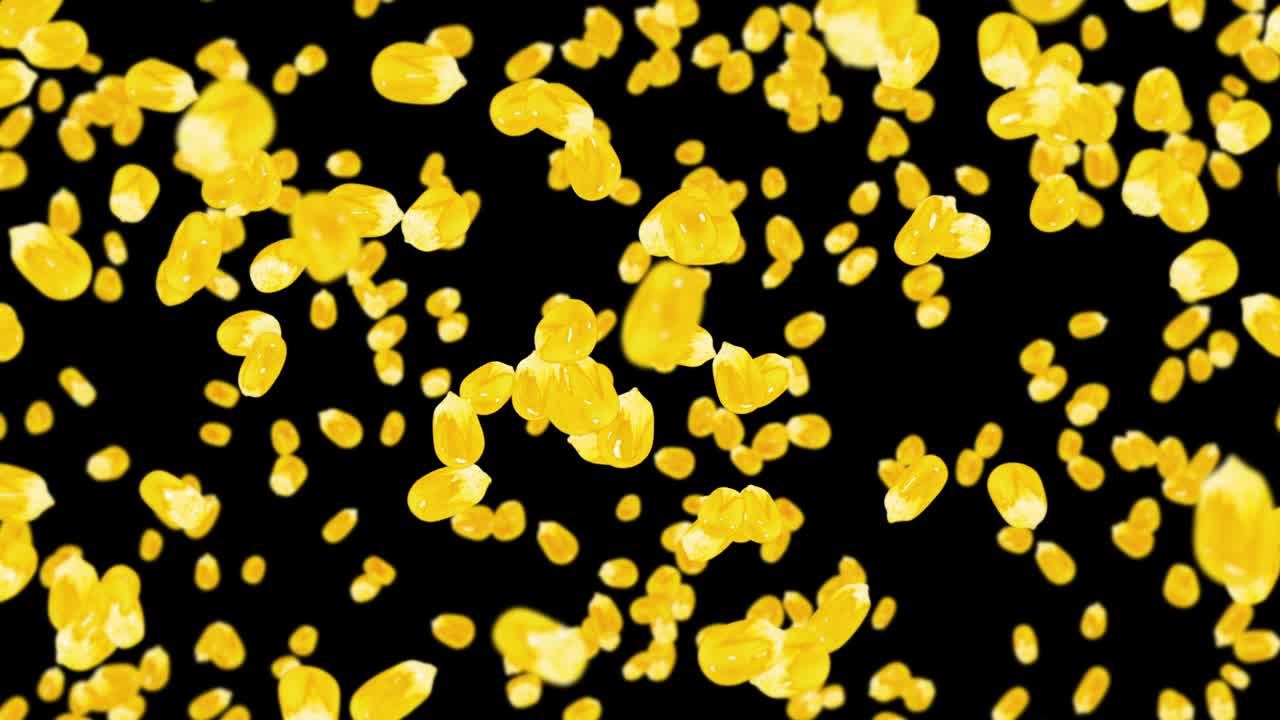 검은색 바탕에 많은 옥수수 어리를 날려. 노란색 달한 옥수스 씨. 채식주의자. 건강한 음식. 옥수수가 회전하는 3d 루프 애니메이션.