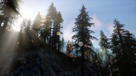 sun beams through trees